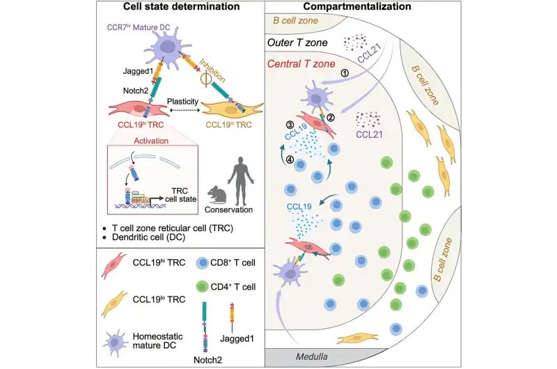 BrianRoemmele's tweet photo. The department of immunobiology of the University of Lausanne has discovered that a fibroblast subtype is essential for coordinating certain immune cells within lymph nodes. 

This represents another step forward in understanding how the immune system functions in response to infections or cancer.

Paper: https://t.co/P9NmUjEusZ