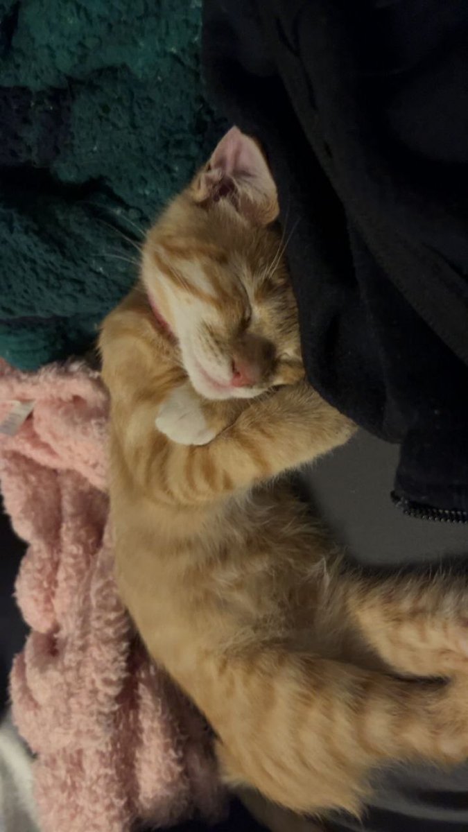 HaleyCutieee's tweet photo. he's taking over https://t.co/1tKf6OTHZ7