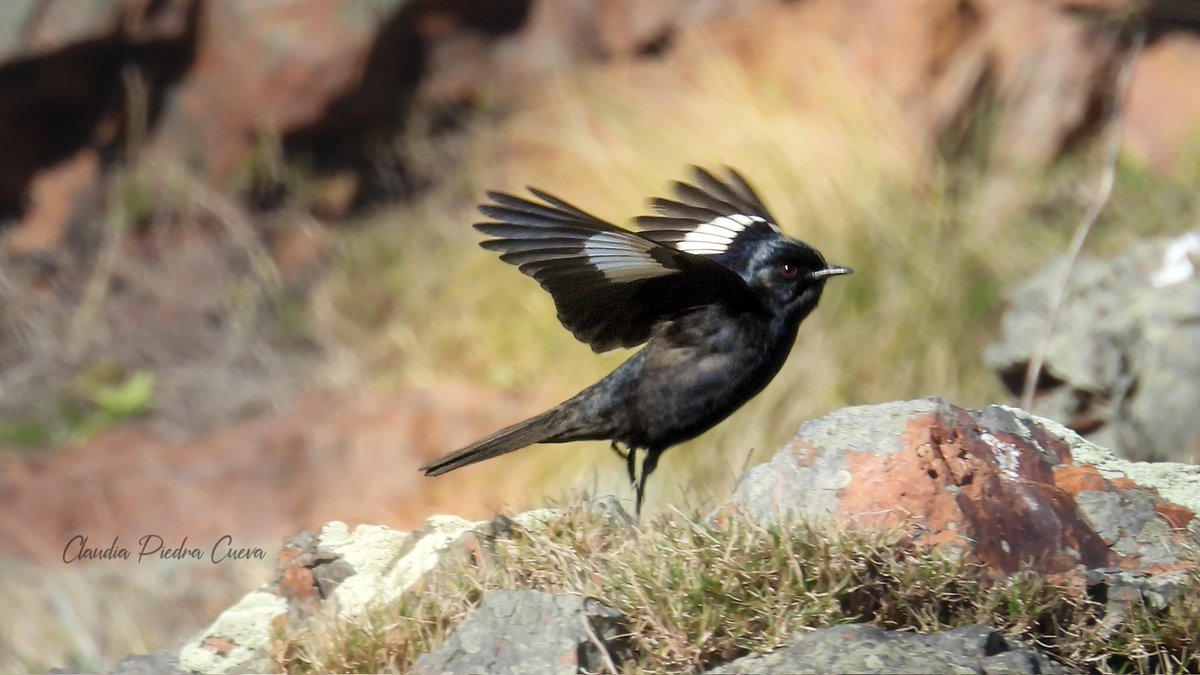 Loca Un Poco 🌼 🪽 tweet media