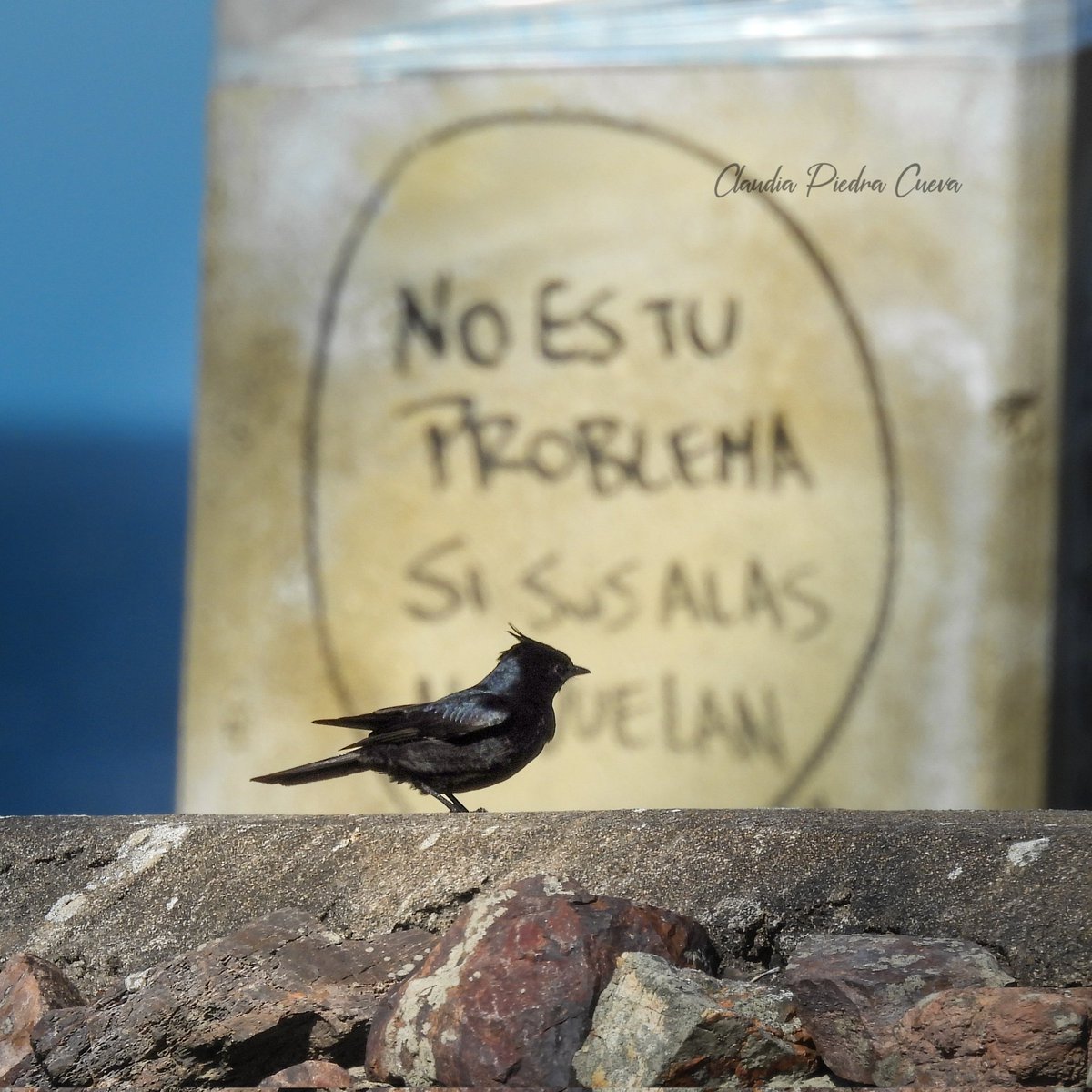 Loca Un Poco 🌼 🪽 tweet media