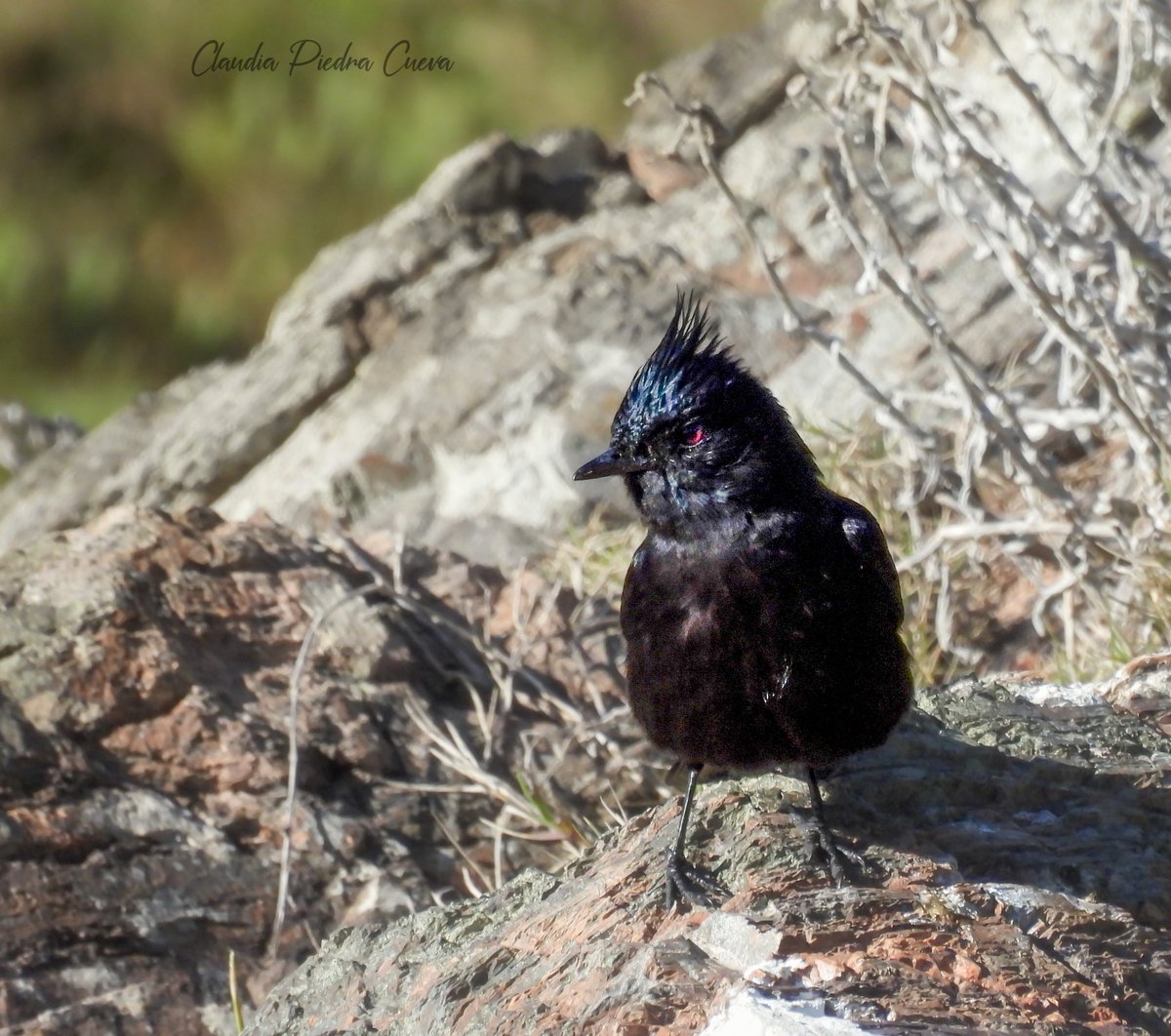 Loca Un Poco 🌼 🪽 tweet media