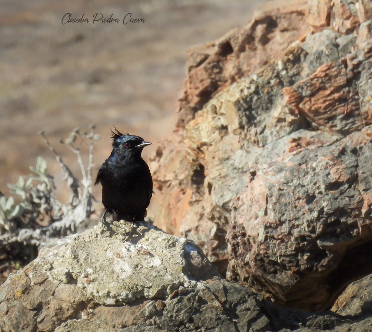 Loca Un Poco 🌼 🪽 tweet media