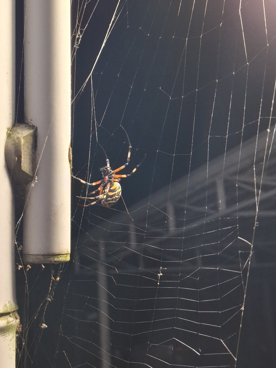 SunflowerLoveS5's tweet photo. Que aranha bonita https://t.co/lduRFsympf