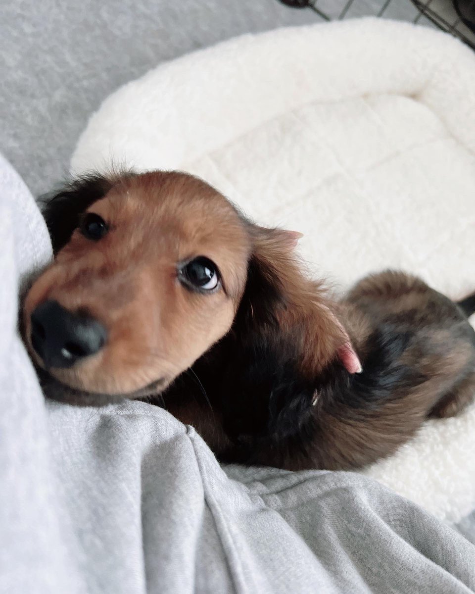 おこげ(大爆発) tweet media