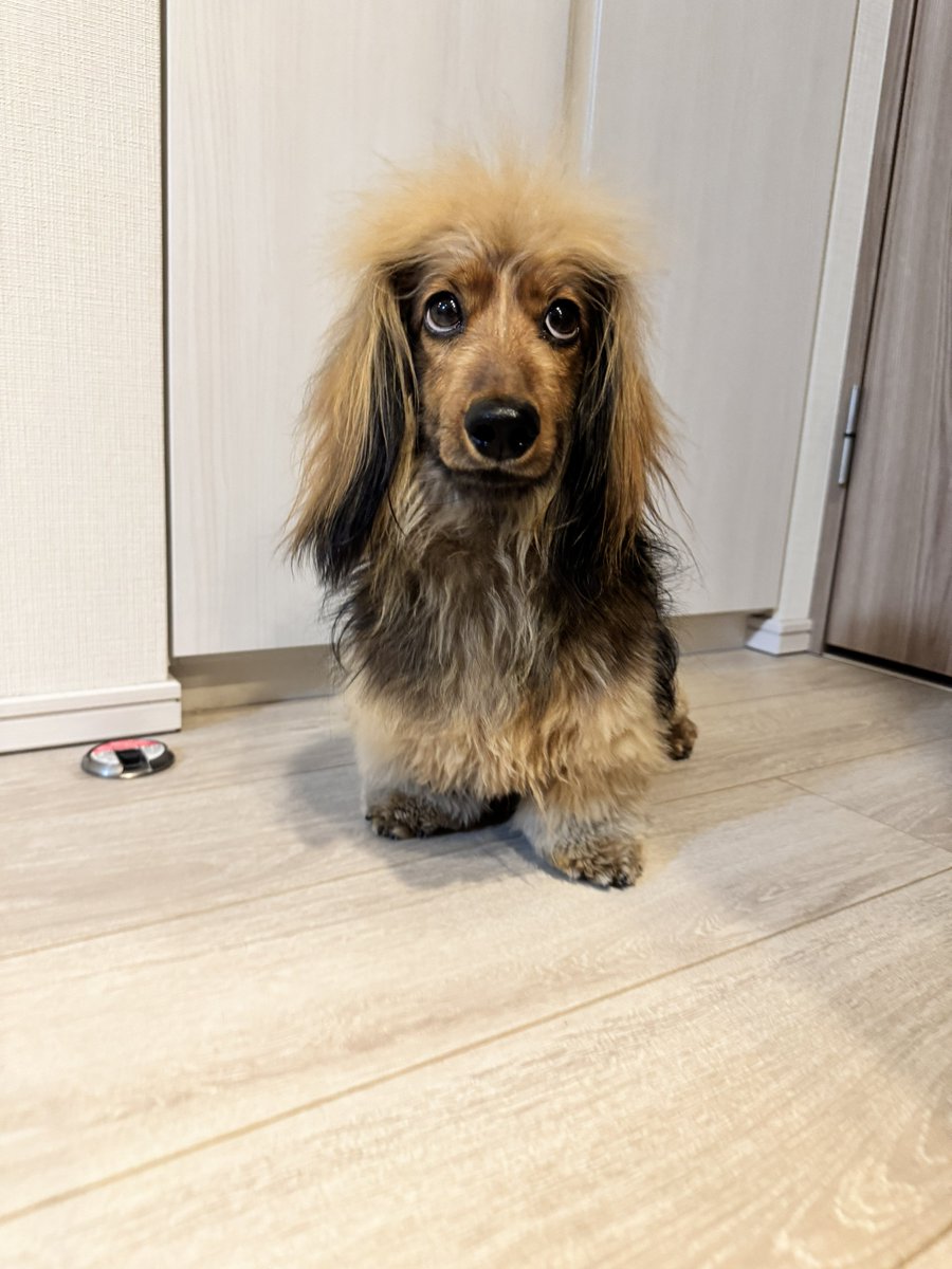 おこげ(大爆発) tweet media