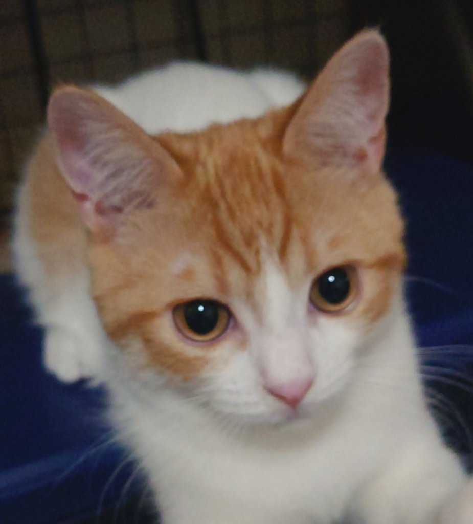 おちゃまる tweet media