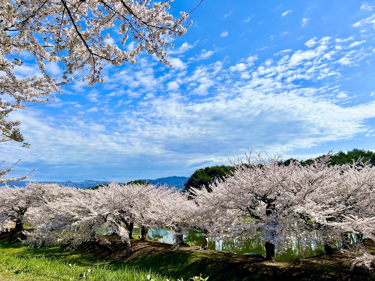 ayu11831's tweet photo. 五稜郭の桜とっても綺麗🌸
イチオシ！！の河野さんとすれ違ったけど、今日は五稜郭から撮影かな？
#五稜郭公園
#桜 https://t.co/bwiwj5jmkj