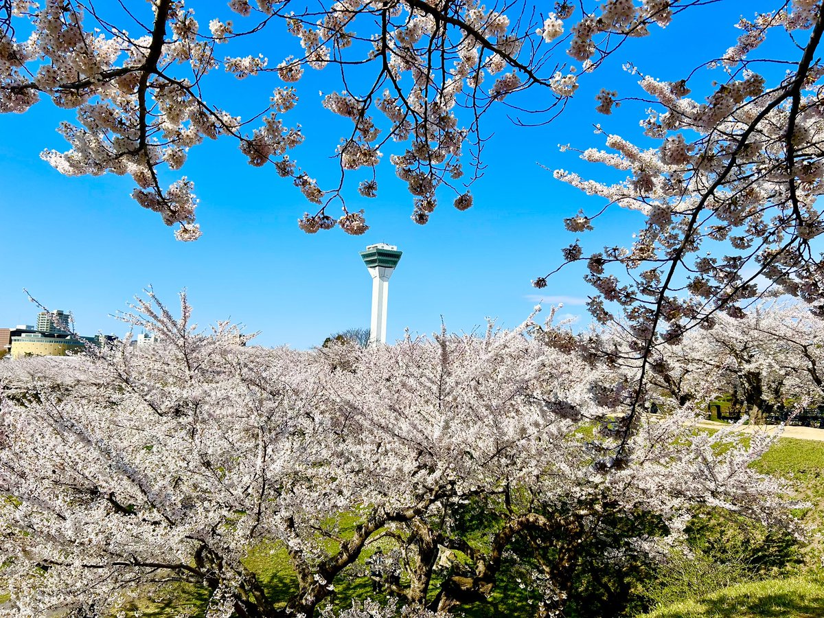 ayu11831's tweet photo. 五稜郭の桜とっても綺麗🌸
イチオシ！！の河野さんとすれ違ったけど、今日は五稜郭から撮影かな？
#五稜郭公園
#桜 https://t.co/bwiwj5jmkj