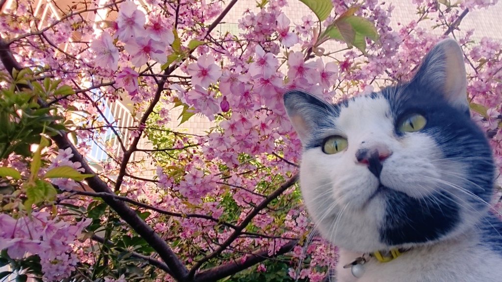 Macプロデュース🐾🐈‍⬛🌈🌉@🐈‍⬛ネコDAMON2026終演🐈️ tweet media