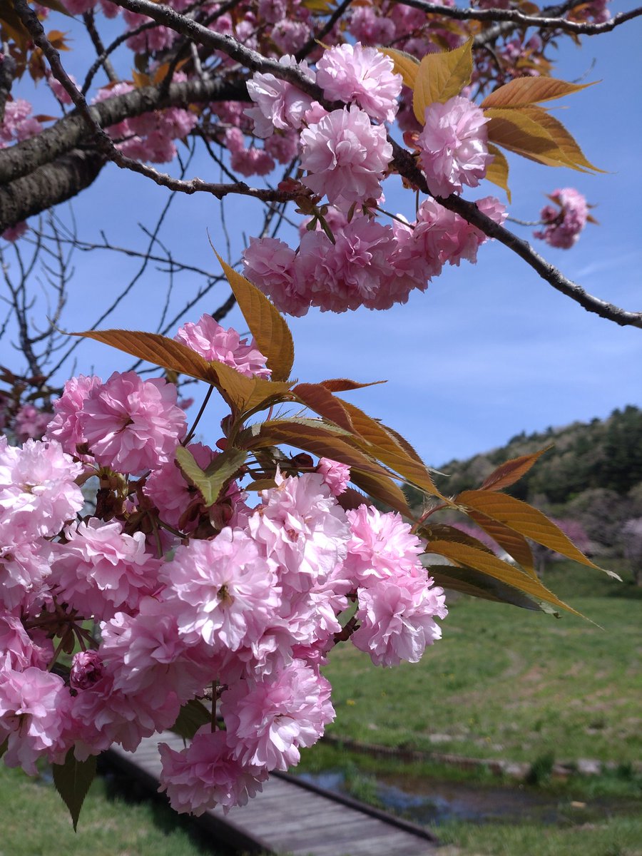 岳温泉、緑ケ池の八重桜が見頃です！
#花のある暮らし　
#シェア天
#空ネット
#ふくいま