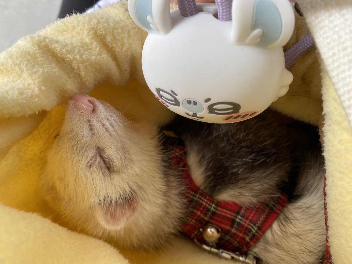 圧【あつ】 tweet media