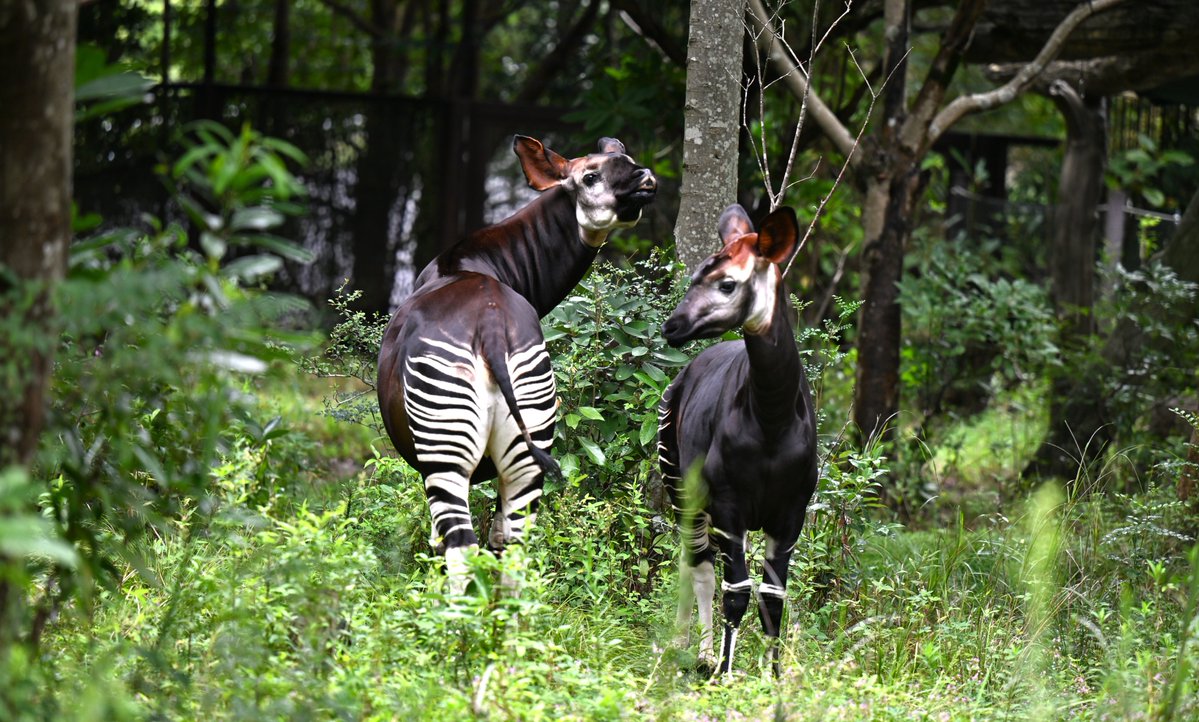 【公式】横浜市立よこはま動物園 ズーラシア tweet media
