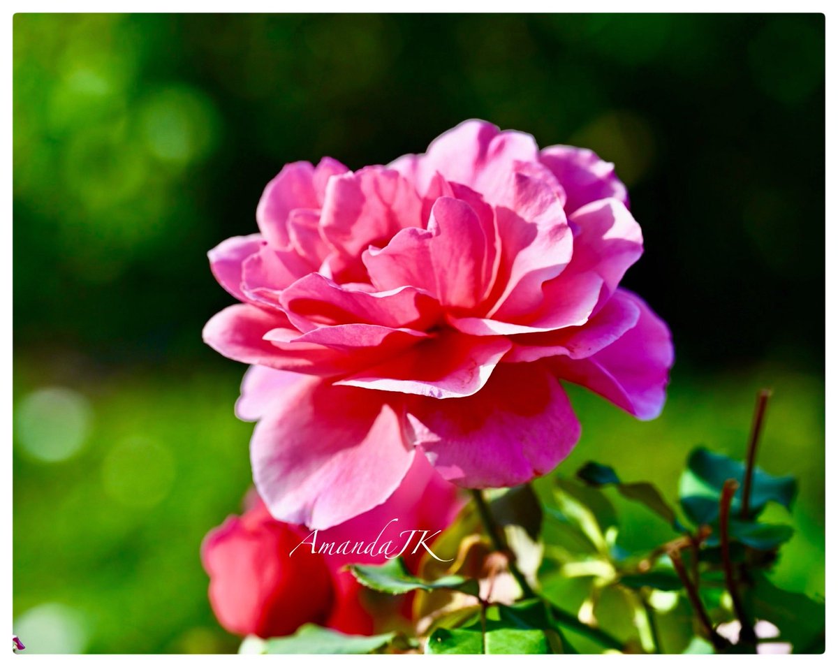 AmandaJK_'s tweet image. Good Morning 𝕏 Friends ☕️

It’s Friday! 🎊

Hope everyone has a fantastic day🫶

#MyPhoto #photography #Friday #rose