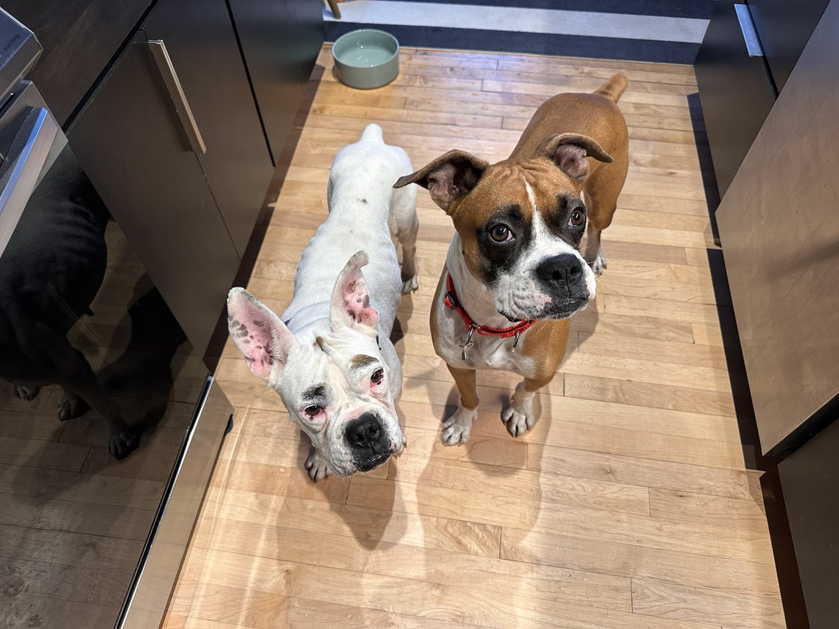adopt_boxer's tweet image. Andy and Alyssa are a bonded pair fostered in #NEPA in the #Scranton area. They are great on leash and housebroken. A dynamic duo ! #adoptables #boxerdoglovers #rescuedogs #shelterdogs #petsarefamily