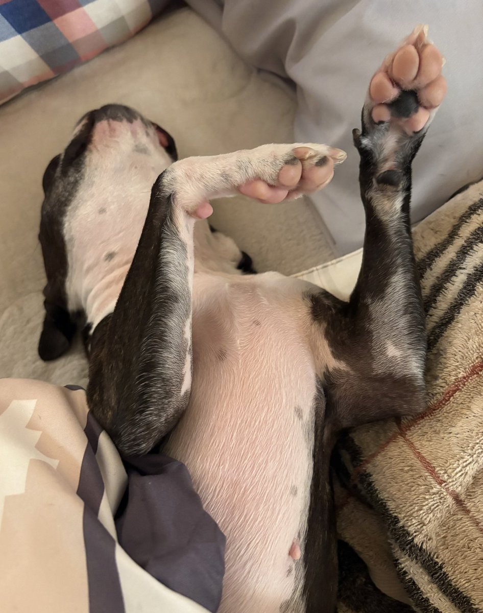 ぽんちゃん🐶ボストンテリア tweet media