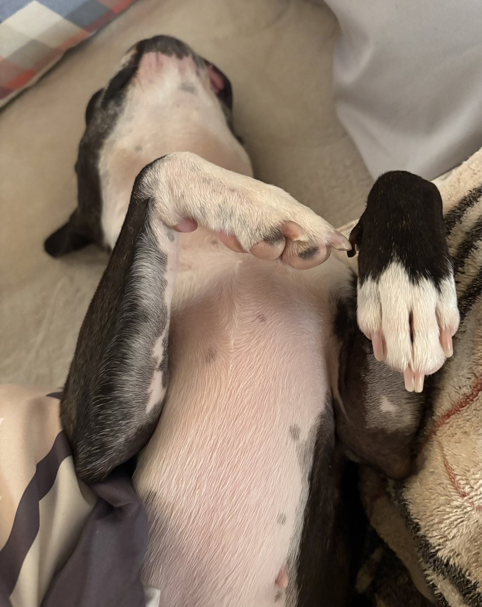 ぽんちゃん🐶ボストンテリア tweet media