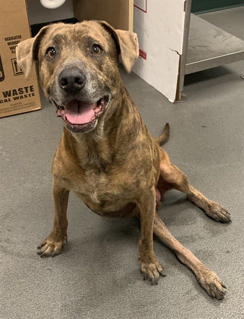 LisaBrabson's tweet image. 🚨EMERGENCY 🚨
STORMY #A293060 8yo
I AM BEGGING U TO HELP STORMY PLEASE
Darling boy fell into storm drain😭has injured leg,rib
Owners dumped him back to #CorpusChristiACS where they adopted him as pup💔
Plz #PLEDGE for medical rescue 
Desperate 4 hero 2 sponsor 🏥care🙏
Texas
