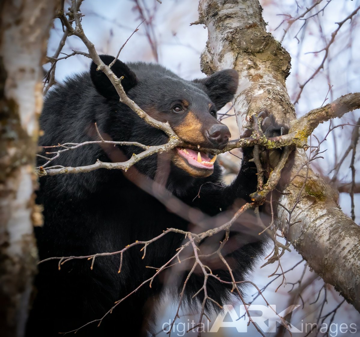 digitalARK 🌋 tweet media