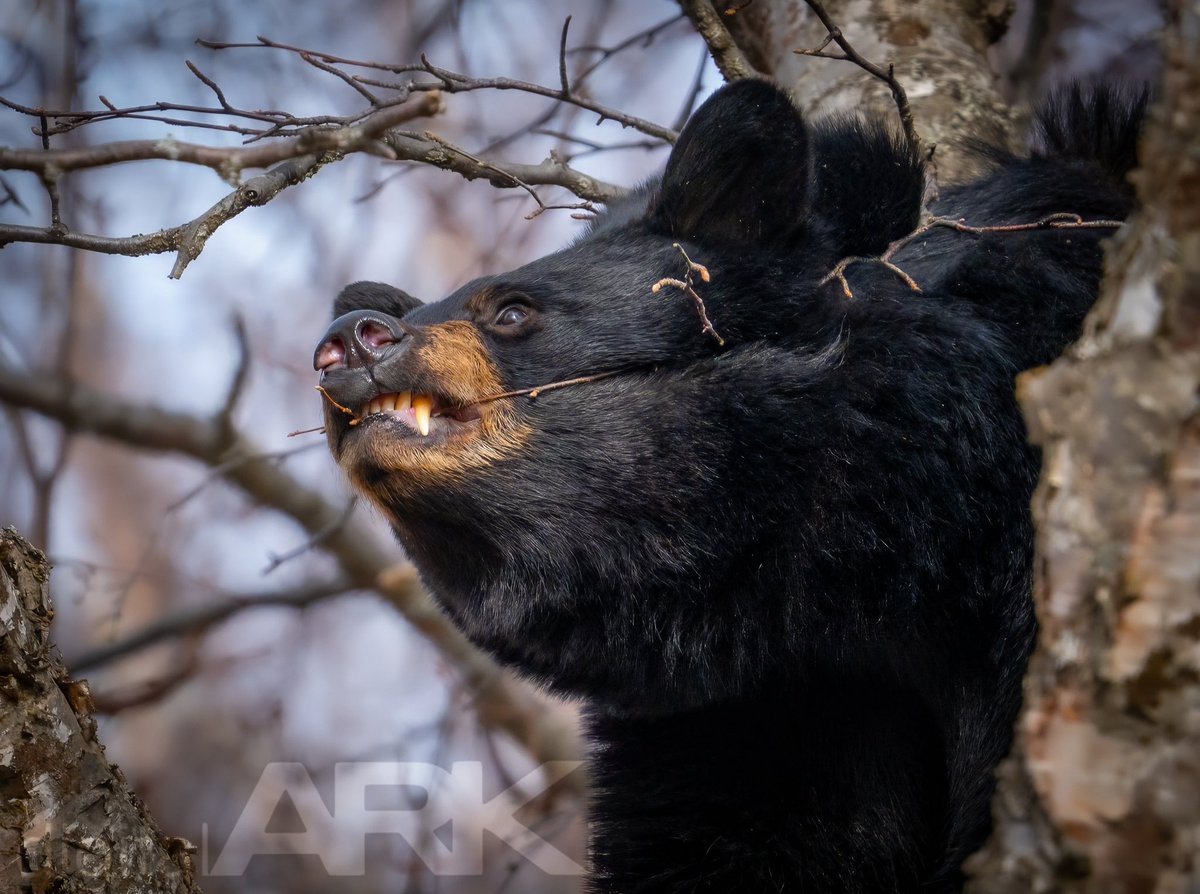 digitalARK 🌋 tweet media