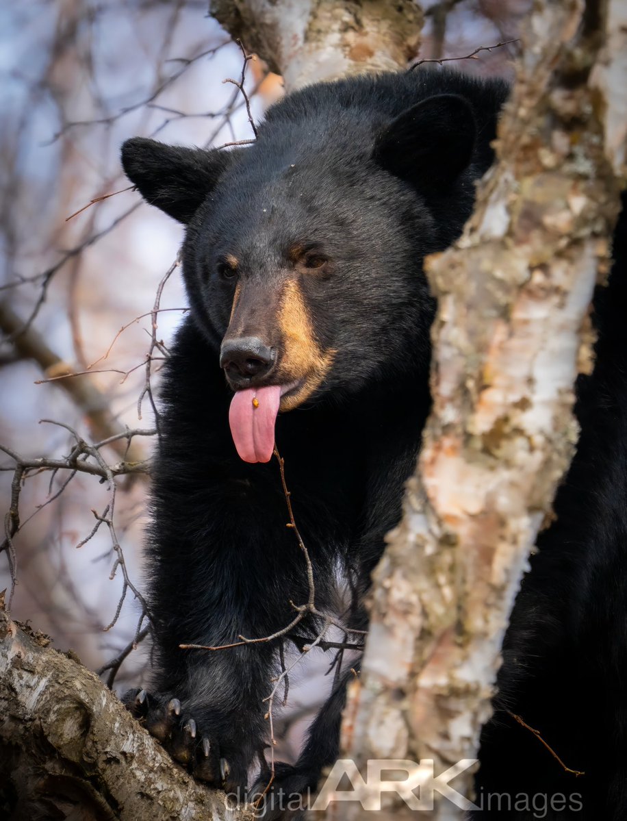 digitalARK 🌋 tweet media