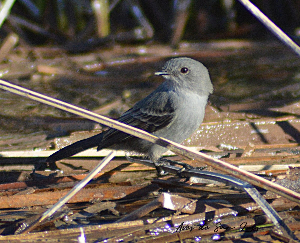 Agrega tu nombre tweet media