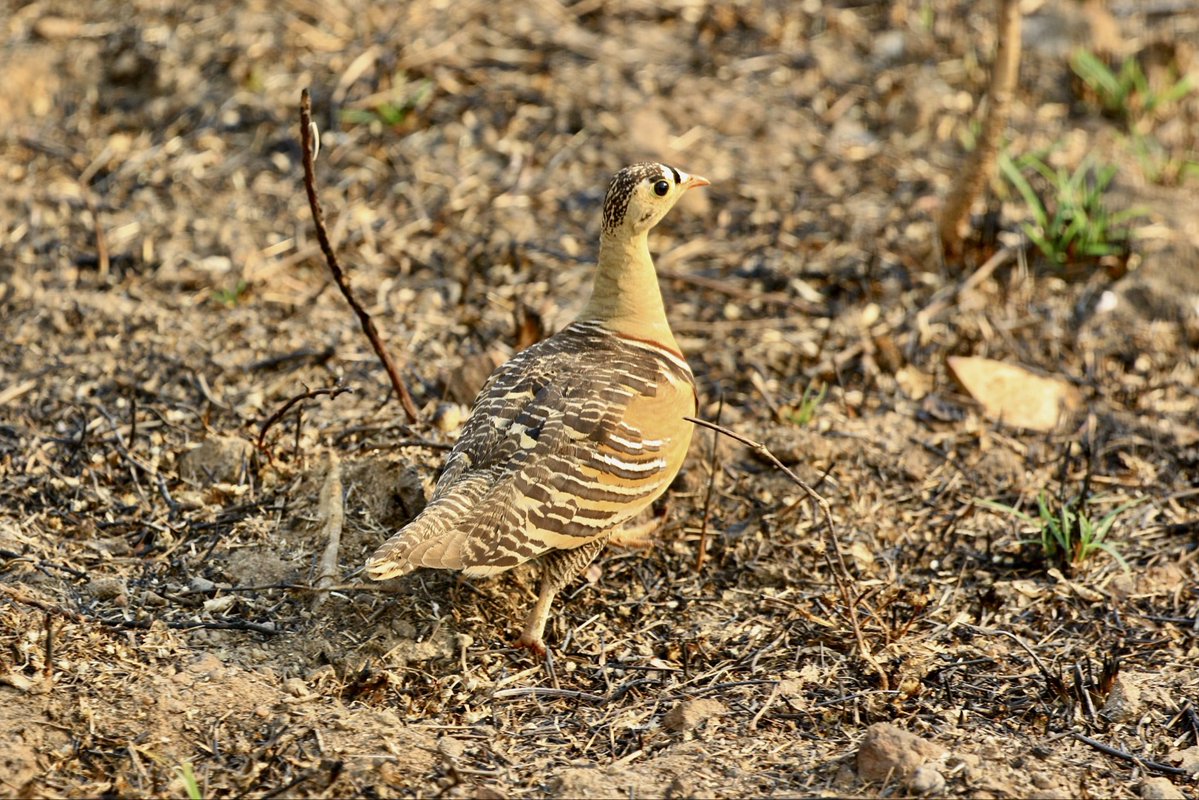 andmadca's tweet image. Painted Sandgrouse: @IndiAves #IndiAves