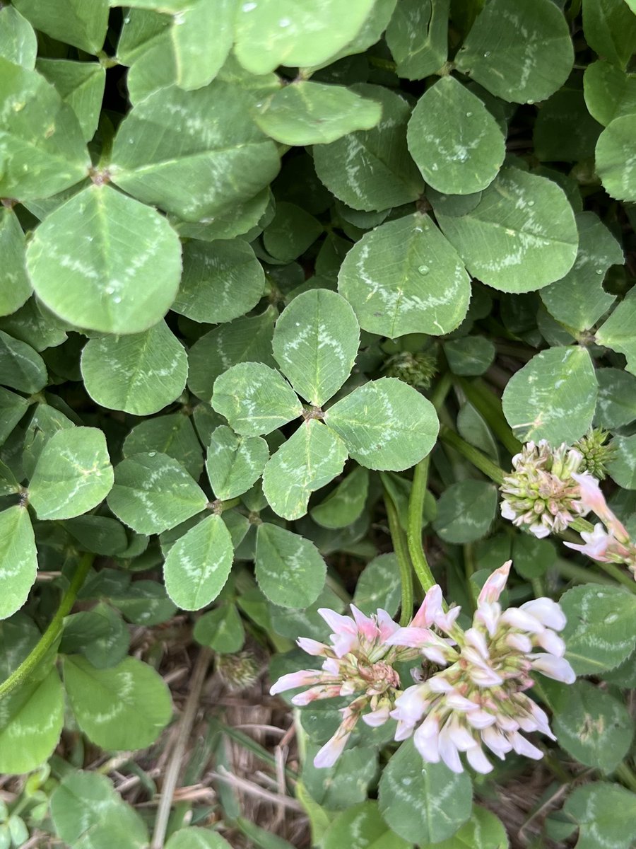 マジカル・アワー tweet media