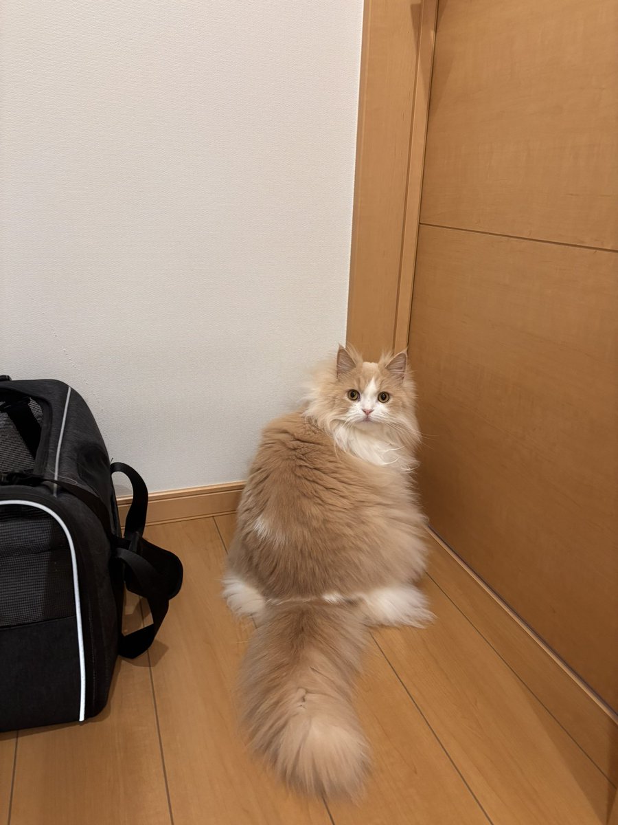 りんくんとおとちゃん tweet media