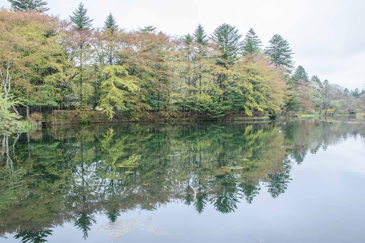 軽井沢草花館 tweet media