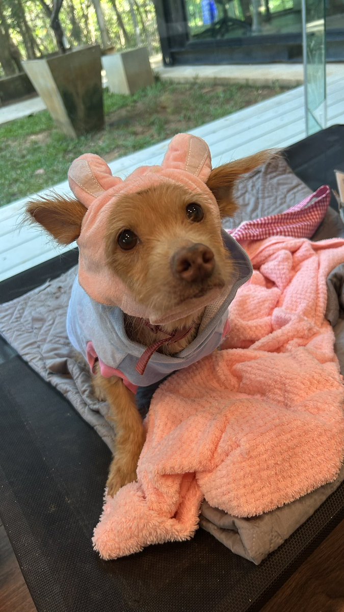 Happy Doggo Thailand tweet media