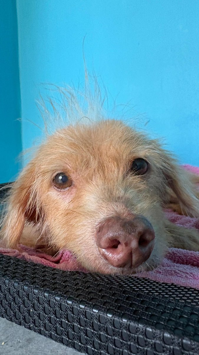 Happy Doggo Thailand tweet media