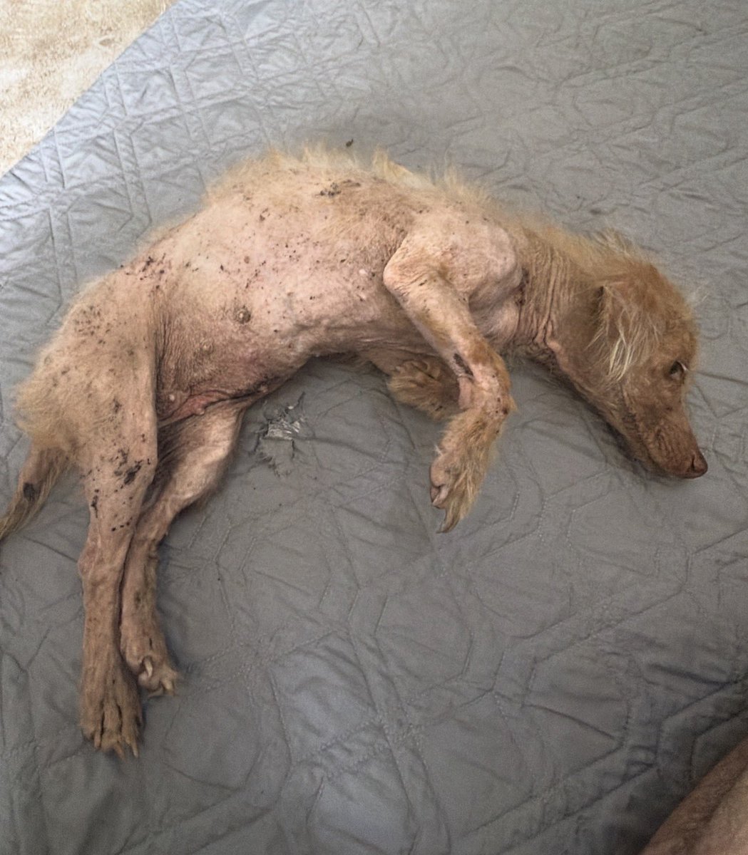 Happy Doggo Thailand tweet media