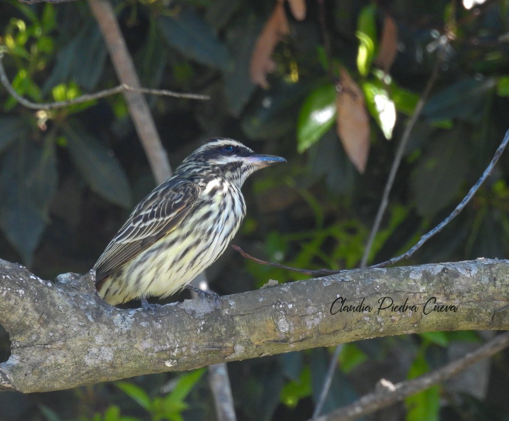 Loca Un Poco 🌼 🪽 tweet media