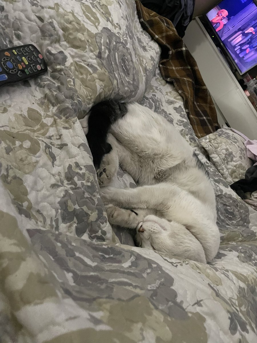 Un cuchito que no se ha separado de nosotros 😍😍😍🥰🥰🥰