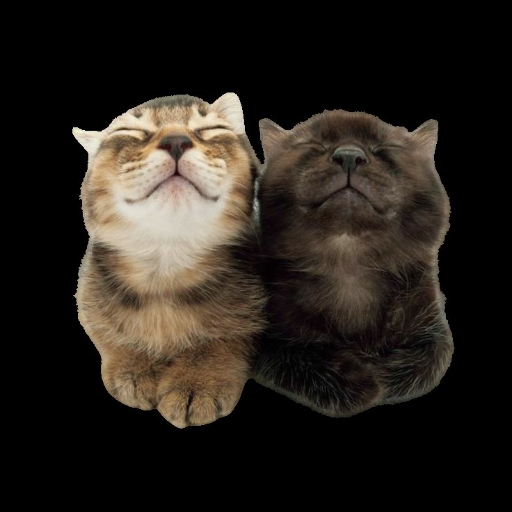 hannah. 🪽 tweet media