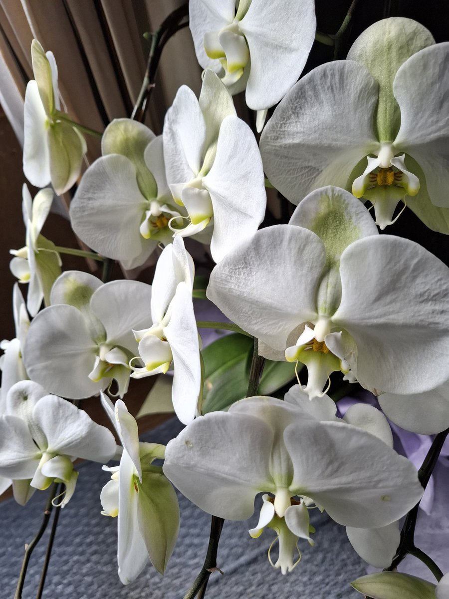 つくし tweet media