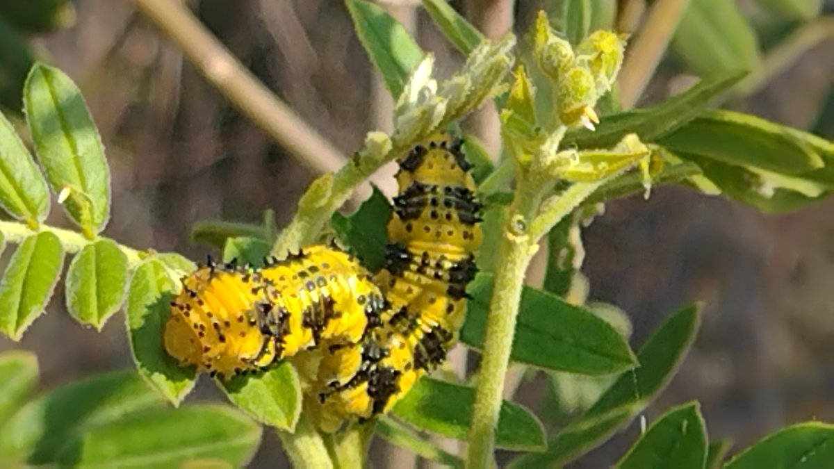 ChaponerosCE's tweet photo. Si mariposas del azufre quieres criar... Retama has de llevar (Senna multiglandulosa)

Todo el año podrás ver oruguitas y mariposas 

Las tendremos el sábado en nuestra venta ANUAL

¡Te esperamos! https://t.co/N002sUqFCm