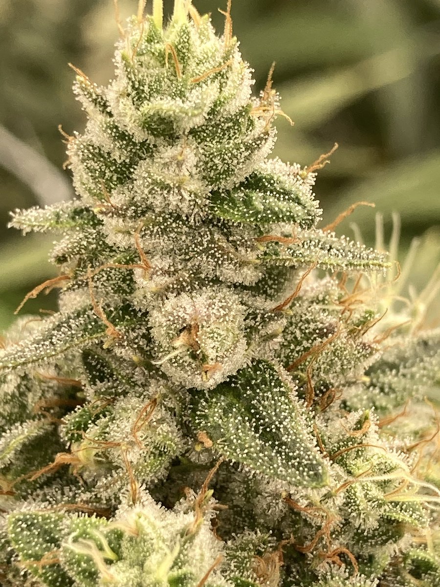 TornadoTerpz tweet media