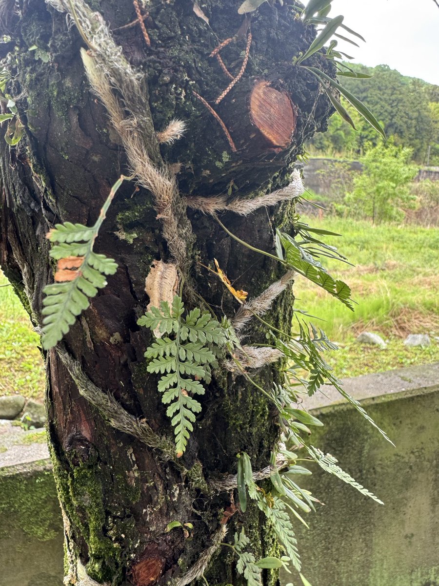 はとむねアクア tweet media