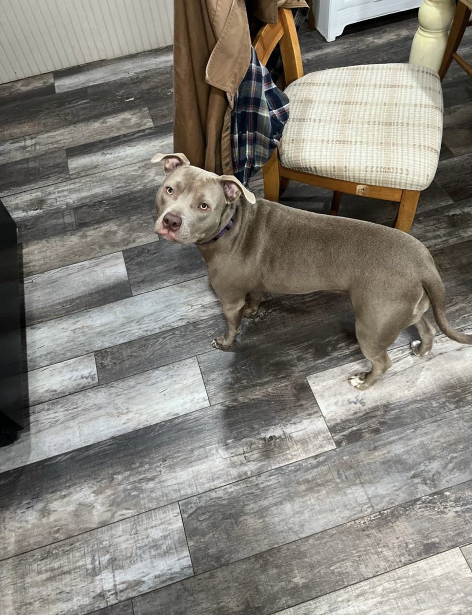 Gibbs7Char70462's tweet image. The look I get whenever he's famished 😃😋

#Pet #Dog #USA