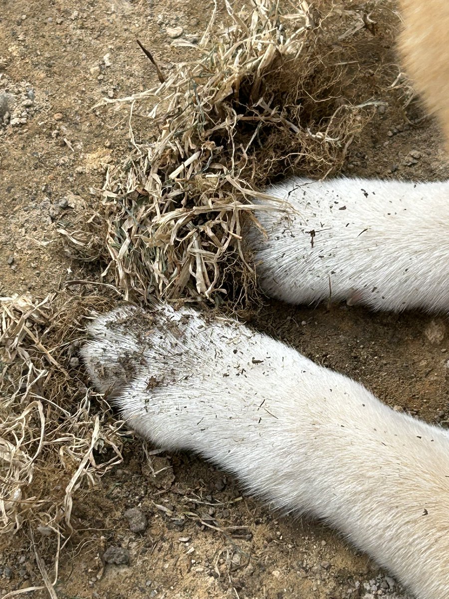 ❄︎赤柴いち❄︎ tweet media