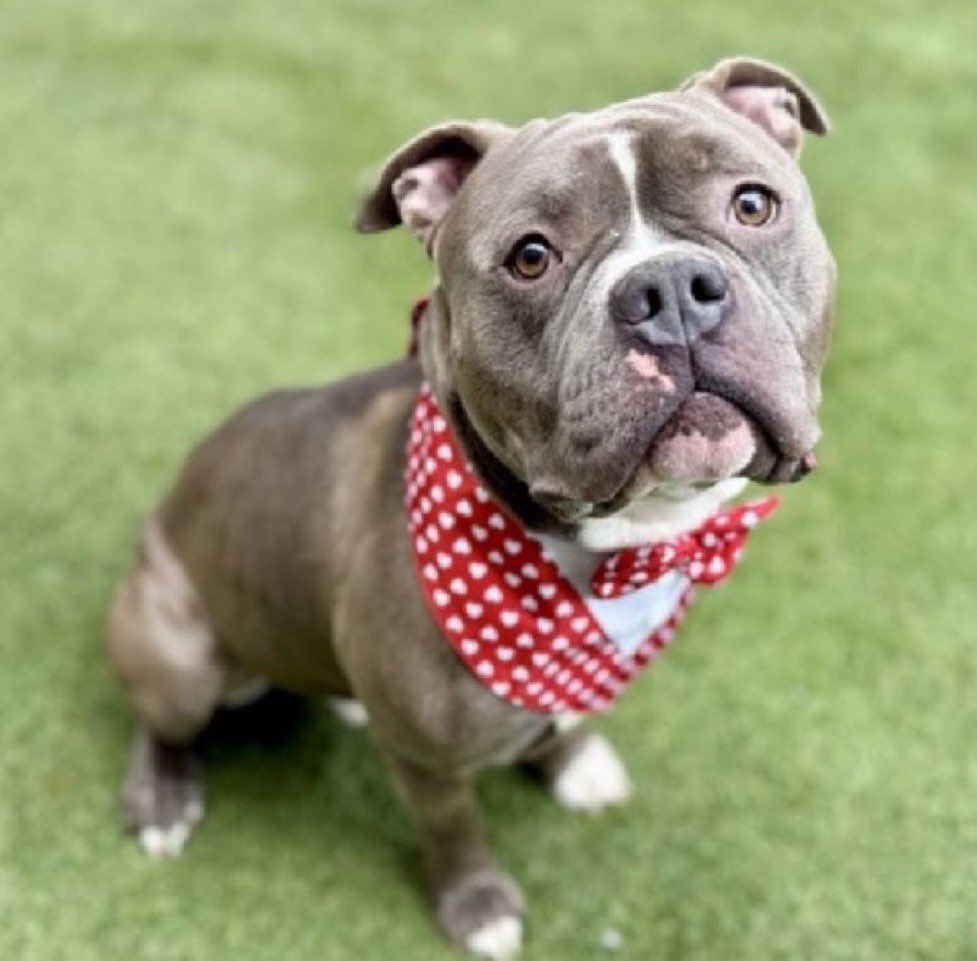 Moishe's Mom tweet media