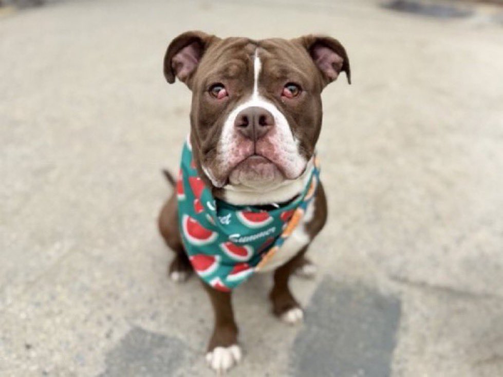 Moishe's Mom tweet media