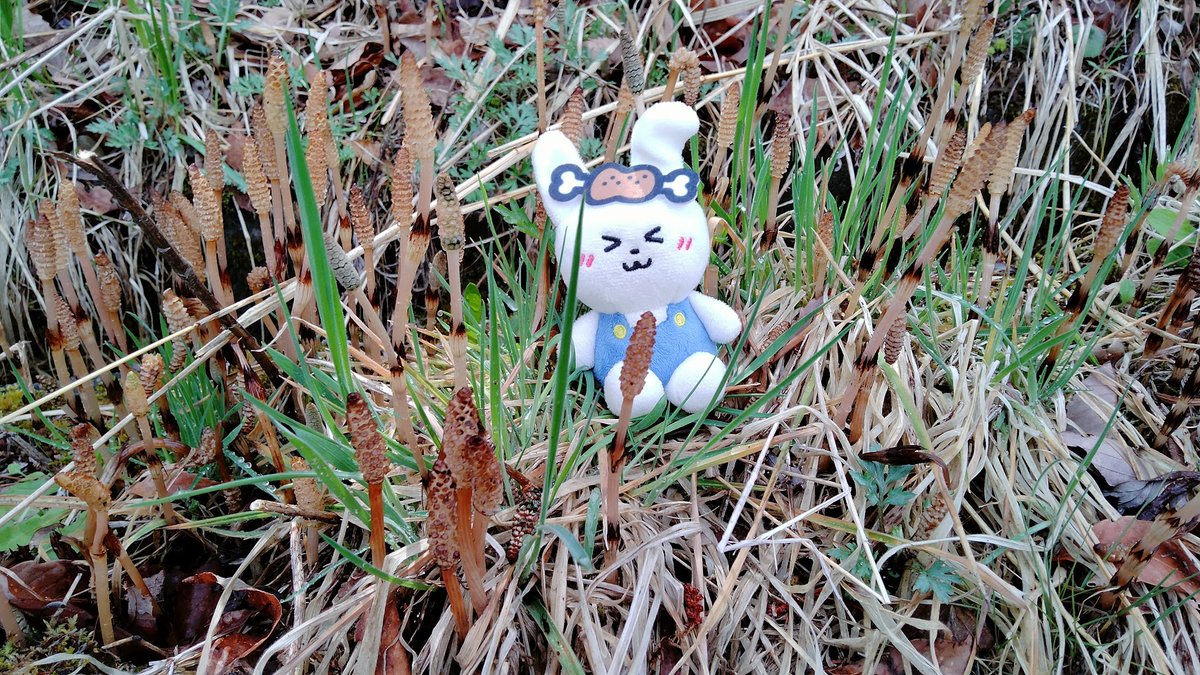 Mituo@🐝🎹 803 tweet media