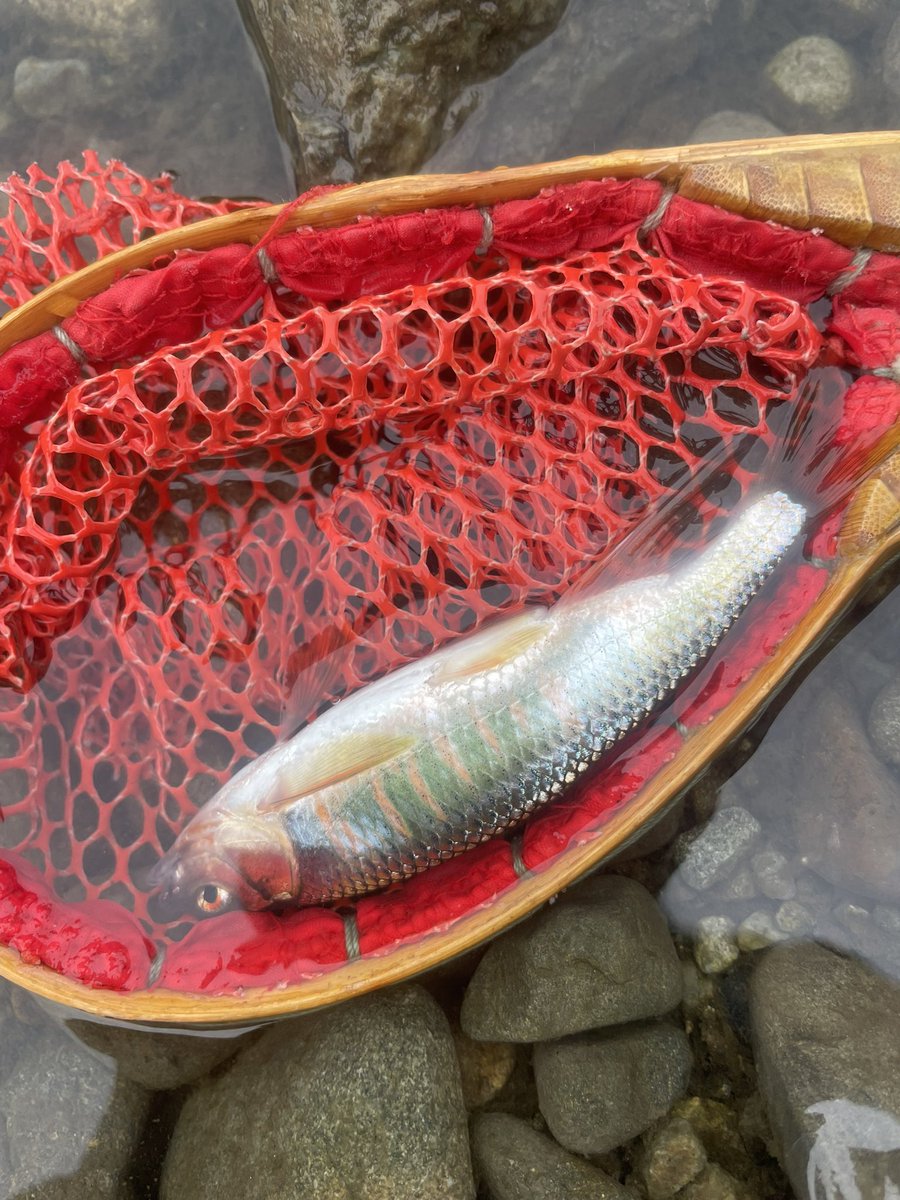 トンちゃん🌈🎣🐟🌈🌸🎣🫧𓆩♥️𓆪🌹🗝️ tweet media