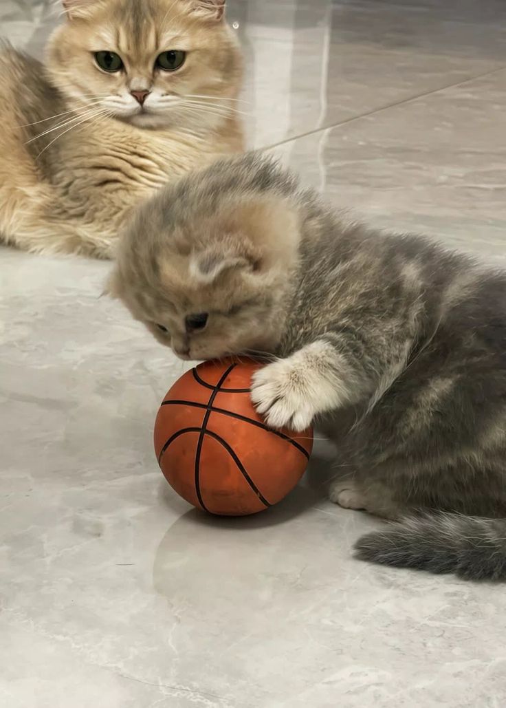 nekocatts's tweet photo. Let's play 🏀 https://t.co/ScLMXYpgm1