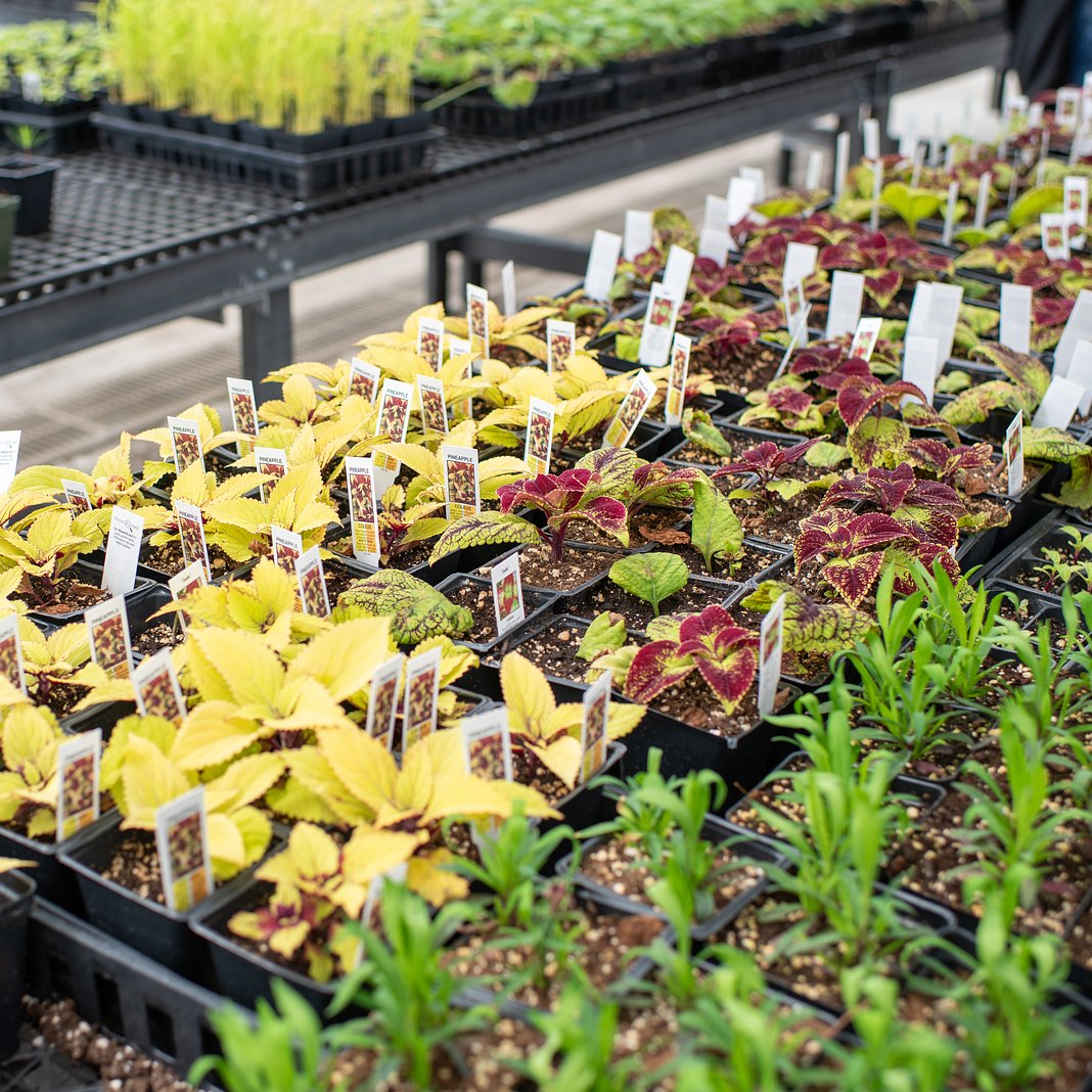 HenricoSchools's tweet photo. FRIDAY AND SATURDAY: Stop by the plant sale, entrepreneurship days and community Arbor Day celebration at the ACE Center at Virginia Randolph! 🪴

📅 April 24, 8:30 a.m.-4:30 p.m. and April 25, 11 a.m.-2 p.m. (w/ Arbor Day celebration and Virginia Randolph open house/tours) https://t.co/qjyuWrBcVD