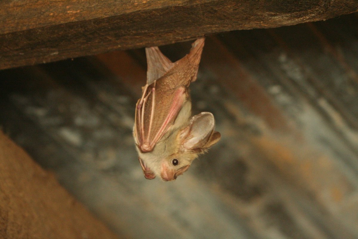 NewsMedical's tweet image. A Kenyan bat coronavirus can use the human lung receptor CEACAM6 to enter cells, hinting at new zoonotic spillover risks 🦇🧬

news-medical.net/news/20260423/… #Zoonotic #Viruses #Bats @Nature