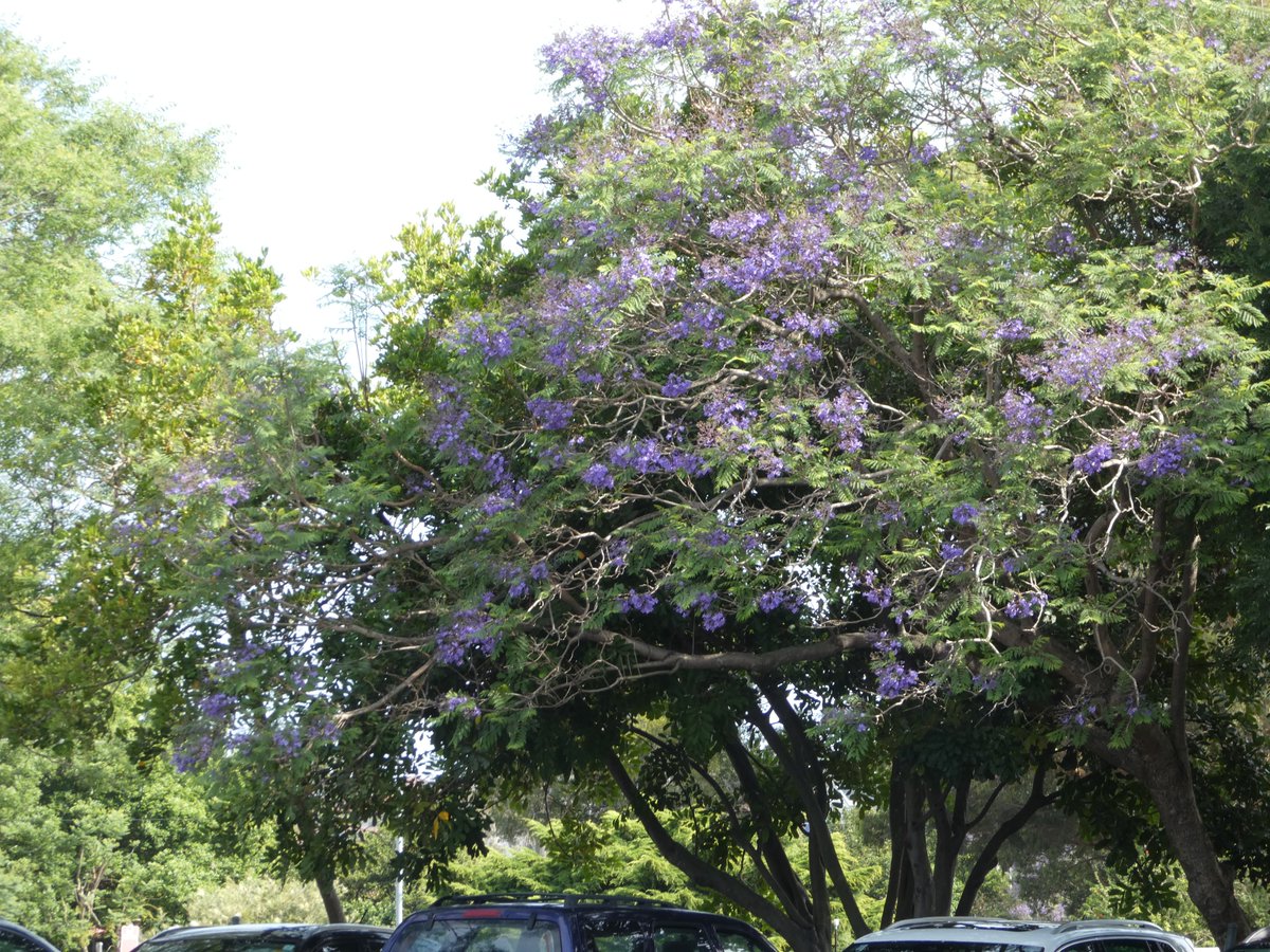 cl1830525's tweet image. #Trees