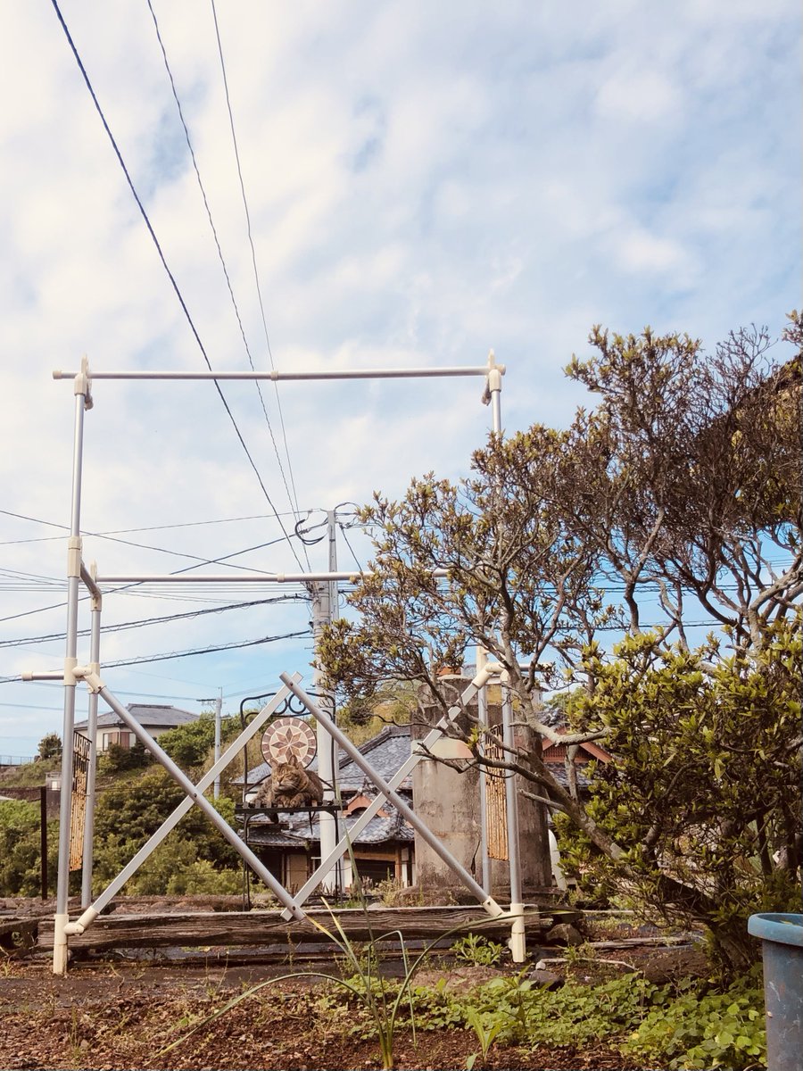 288os's tweet photo. おるね
ごきげん #保護猫 ラスカル🦝
#Xコミュニティを守れ #SaveCommunities #NoMoreXChat 日本人は LINEを使おう https://t.co/hIMzvaO98V